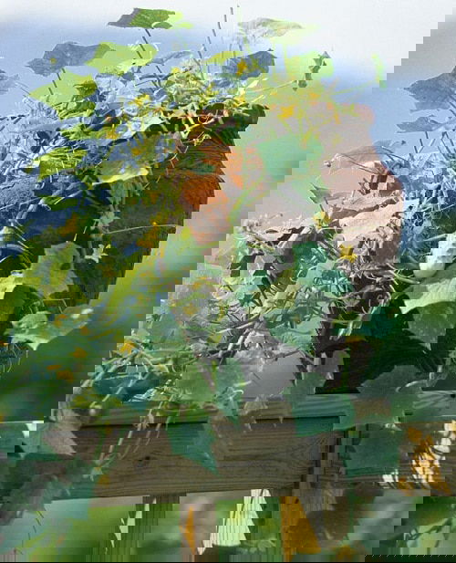 Pickling Cucumber Varieties 3