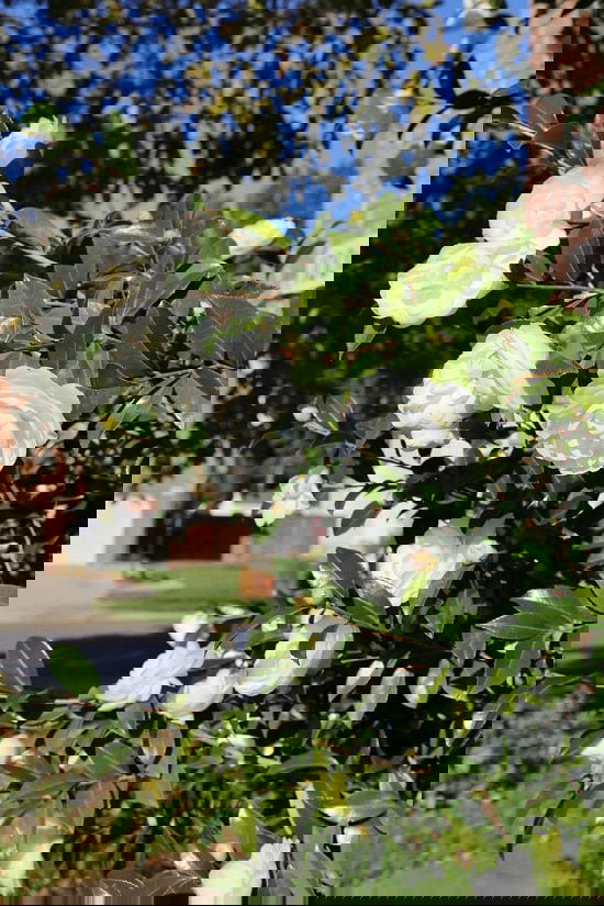 Bushes with White Flowers 19