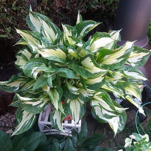 Types of Hostas