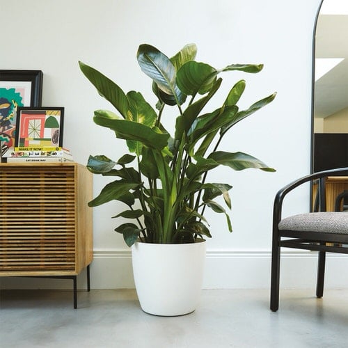 Most Attractive Houseplants for Decorative Purpose 6