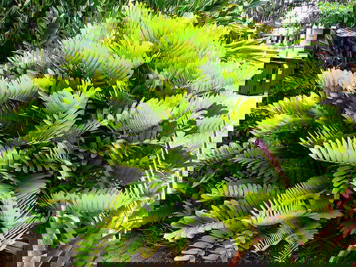 Types of Palm Plants 20