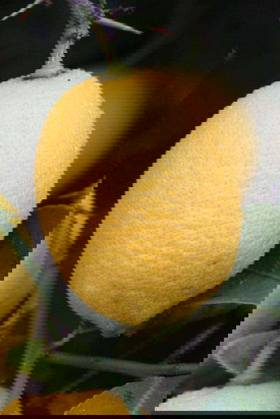 Different Types of Lemons with Pictures 10