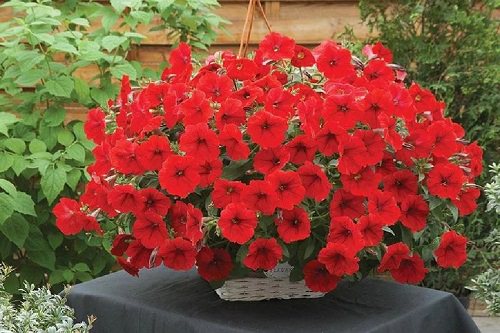Types of Petunias 12