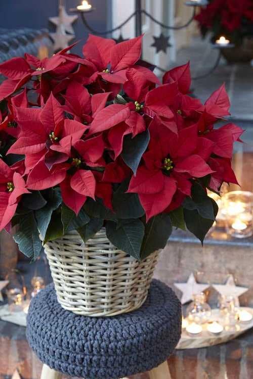 Types of Poinsettias 19