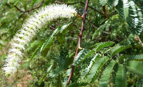 Most Sacred Plants in the World 10