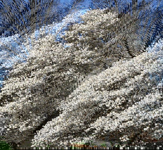 Dwarf Ornamental Trees 10