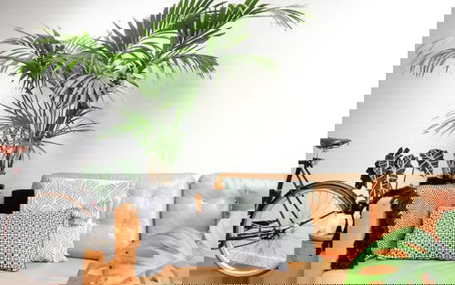 Décor Ideas with Indoor Palms 10