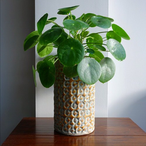 Tropical Indoor Plants Pictures and Ideas from Instagram 12