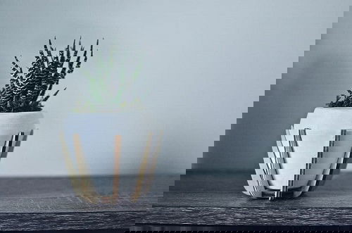 Indoor Plants for Minimalist Home 8