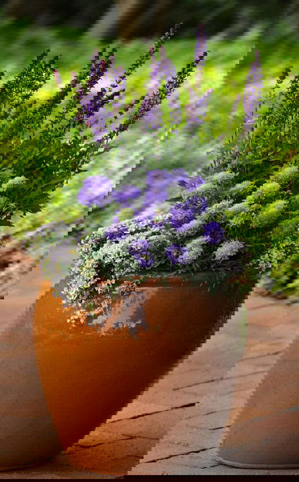 Scabiosa 'Butterfly Blue'