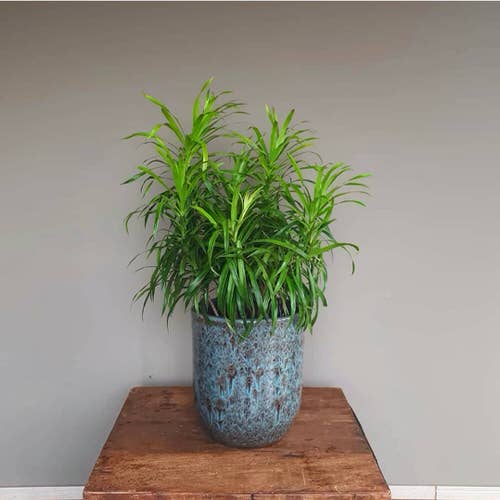 Best Foliage Plants for Containers 16