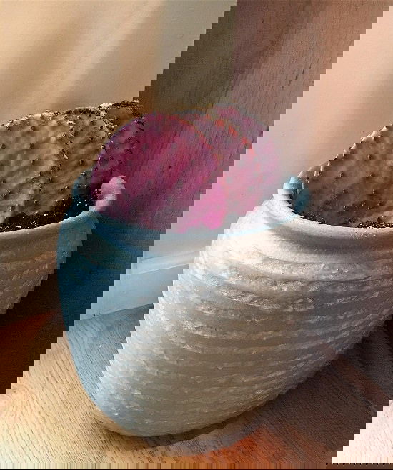 Colorful Succulents 2