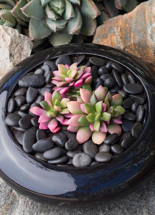 Beautiful Pink Succulents 10
