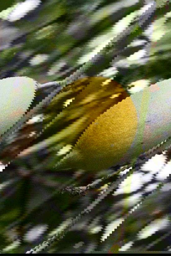 Different Types of Lemons with Pictures 58