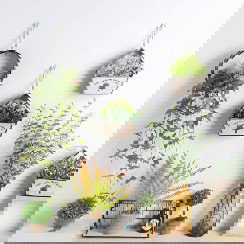 Artistic Plant Wall Art Ideas for Home DÃ©cor5