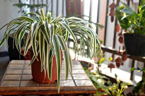 Houseplants that Grow from Division 6