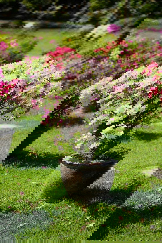 Bushes with White Flowers 14