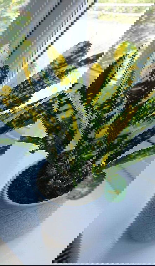 Best Indoor Plants for East Facing Windows 5