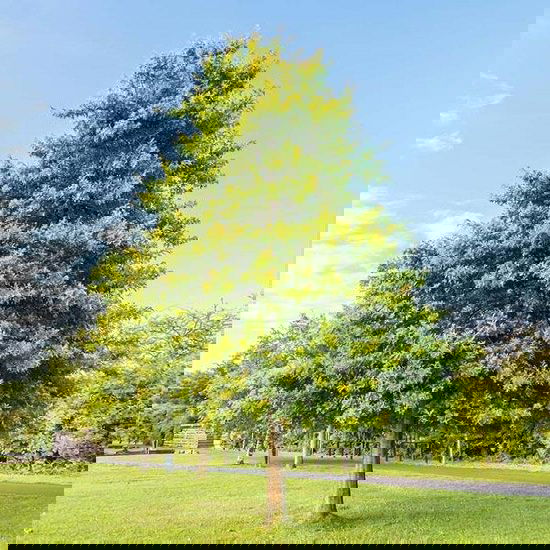 Best Trees to Plant in Georgia 9