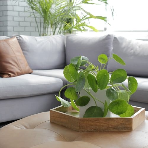 Pilea Types and Varieties