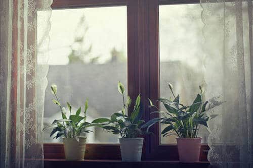Windowsill Decor Ideas with Plants 10