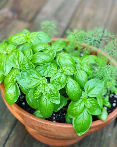 Types of Basil