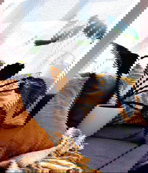 Exotic Philodendron Plants 10