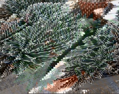 Most Beautiful Indoor Agave Varieties 4