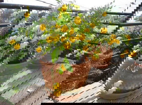 Balcony Homesteading Ideas 2