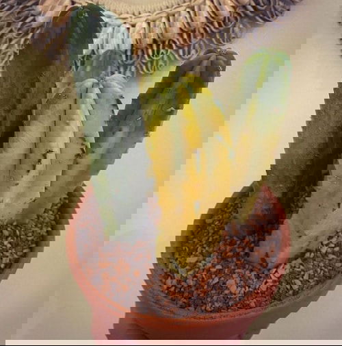 Succulents that Don't Need Water Before a Month 7