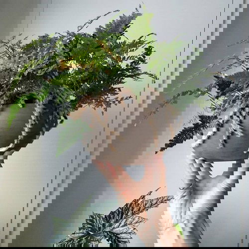 Most Exotic Ferns 13