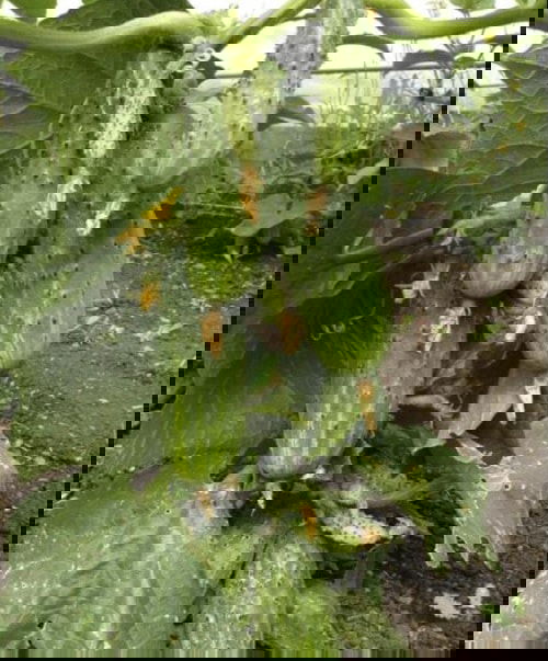 Pickling Cucumber Varieties 2