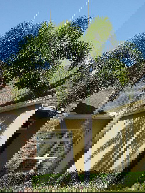 Types of Palm Plants 10