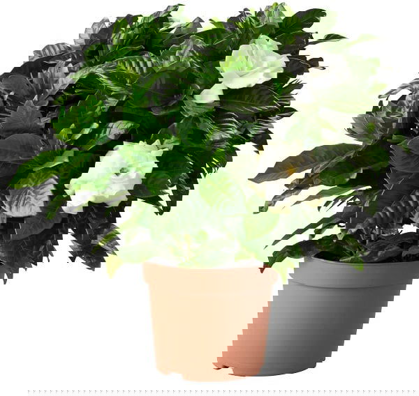 Gardenia jasminoides