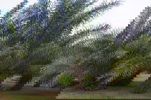 Types of Palm Plants 15