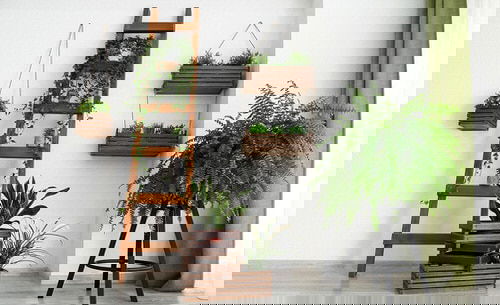 Pin Worthy Houseplant Pictures 4