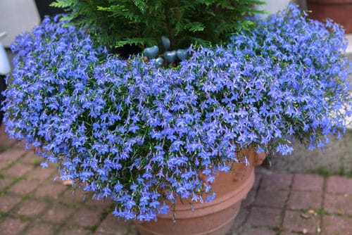 Best Flowers for Balcony Garden 8