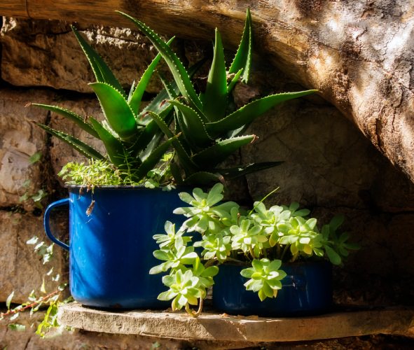 succulent planter