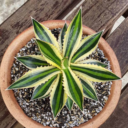 Most Beautiful Indoor Agave Varieties 5