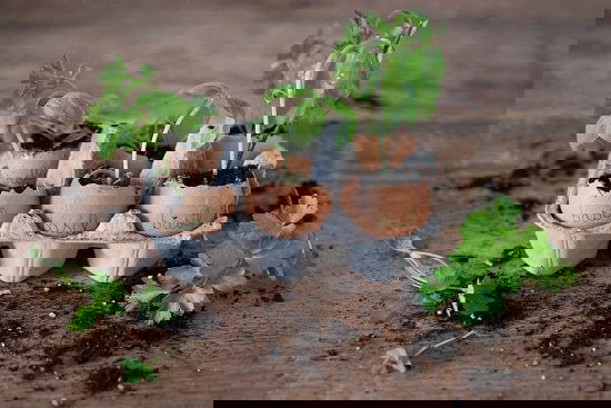 DIY Eggshell Ideas you can make in no time