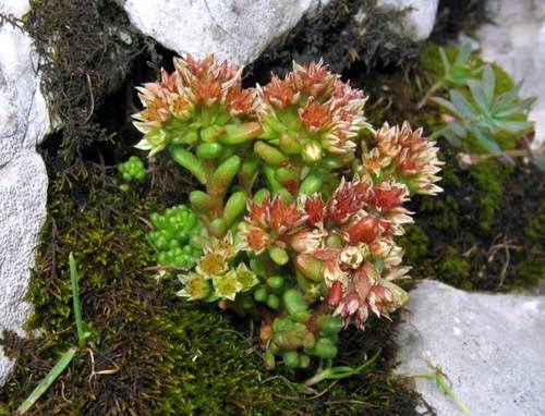 Types of Sedum Varieties 37