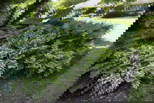 Shade Loving Ground Covers