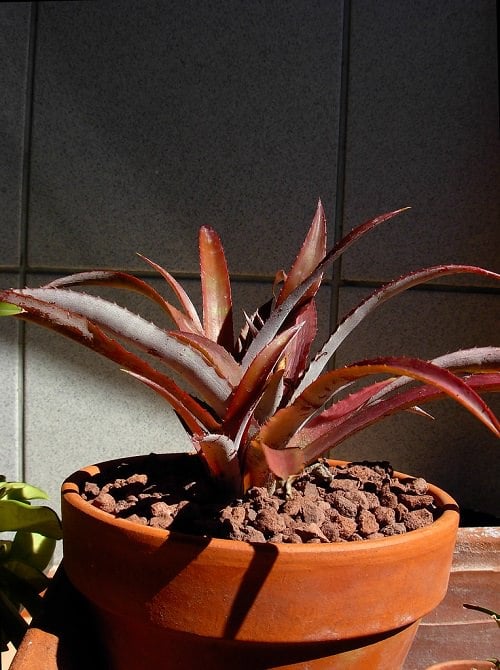 Best Red Succulents 7