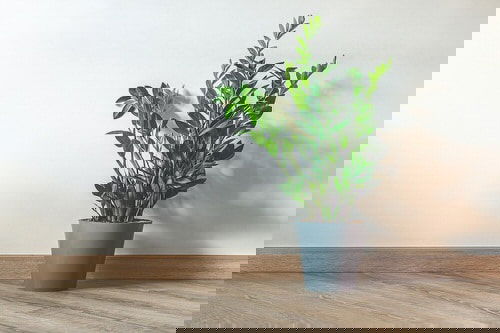 Best Insta Worthy Photos of House Plants 8