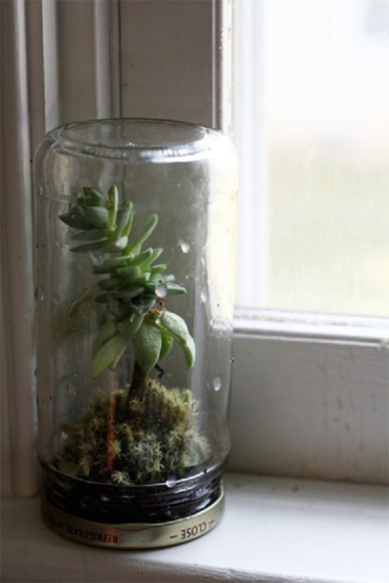 Jam Jar Terrarium ideas diy