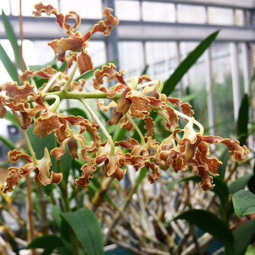 Types of Brown Flower Names 7