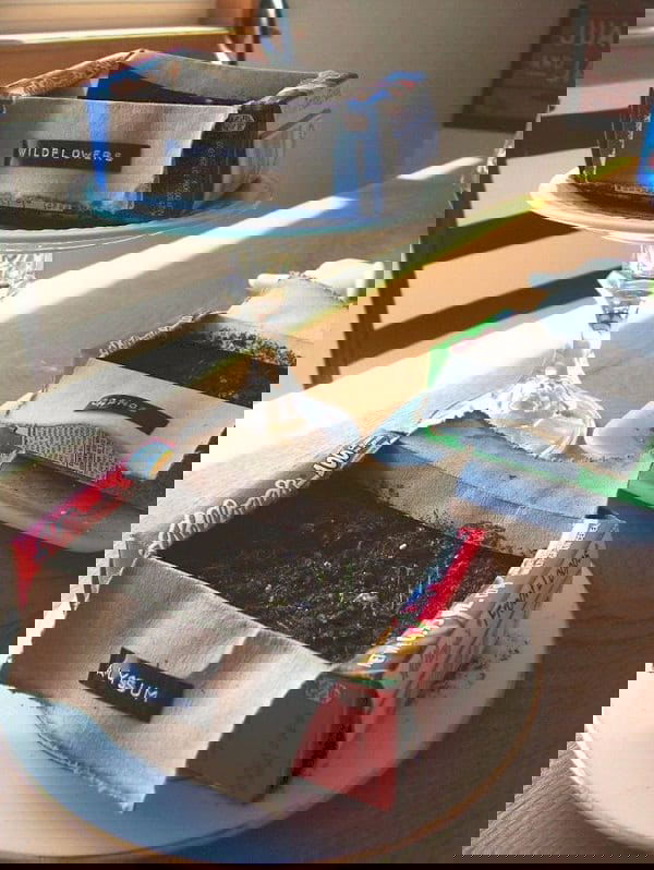 Cardboard Uses in Garden 2