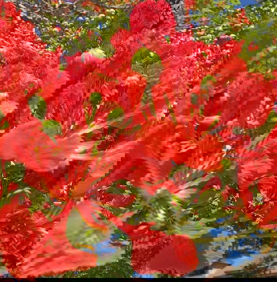 Types of Hibiscus 15