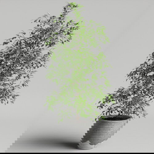 Indoor Plants for a Minimalist Home 4