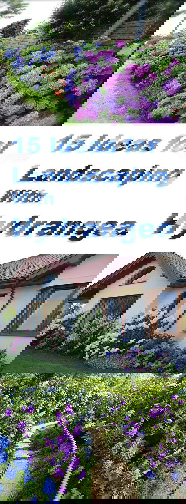 Landscaping with Hydrangeas is popular due to their captivating display of beautiful flowers and foliage. If right growing conditions are provided, it is also an easy to care shrub.